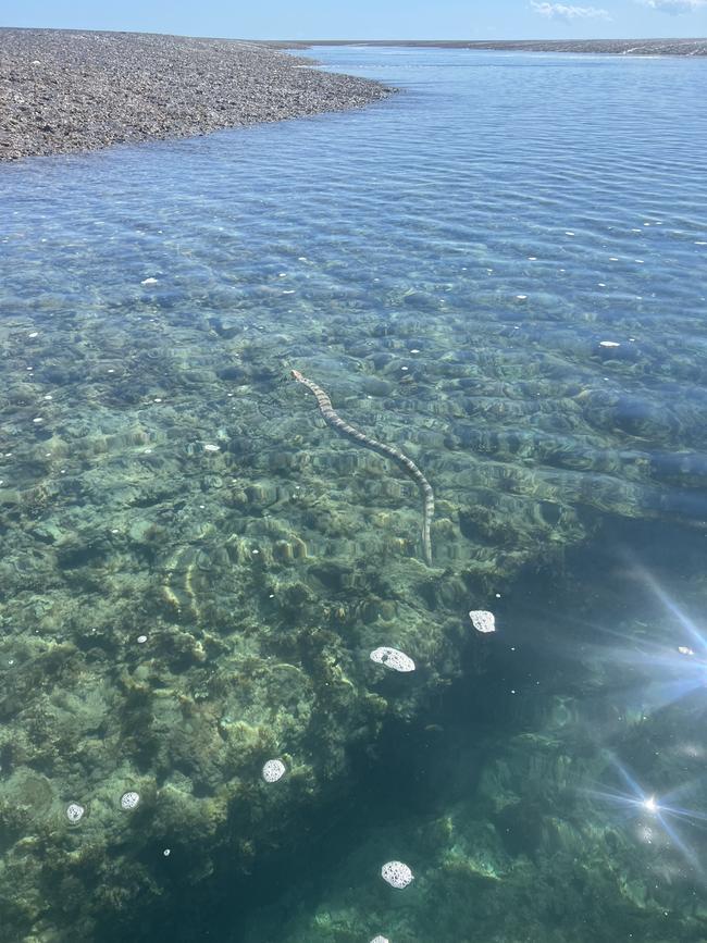 A sea snake in the ocean. Picture: Jess Adamson