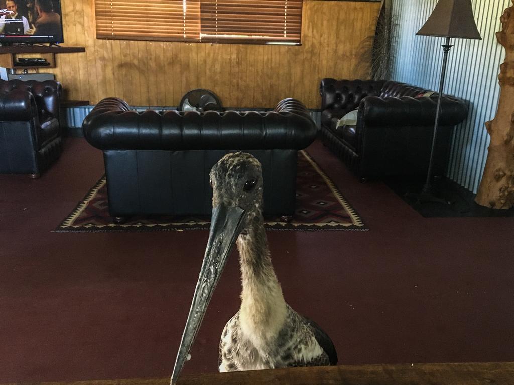Jabiru life.