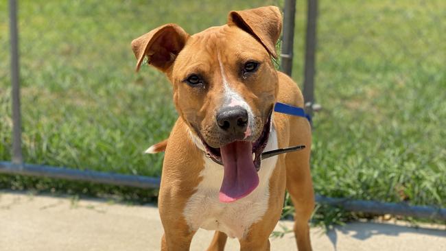 HAPPY BOY: Tank is an 11-month-old mastiff cross with plenty of energy, and lots of love to give.