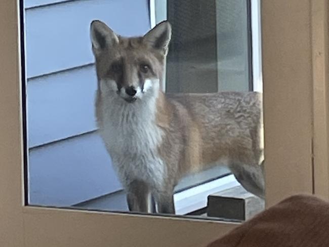 In June 2022, Newport mum Kristiana Greenwood was stunned when a fox turned up at the family’s glass back door one early afternoon after scaling their high backyard fence. Photo: Luke Greenwood.