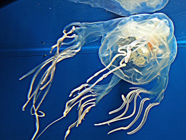 Reef RQ had a box jellyfish on display after it was pulled from the marina. Picture: Zak Simmonds