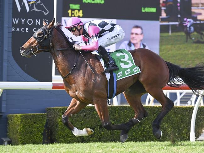 Gardenzio will prove hard to catch around his home track of Wyong on Thuesday. Picture: Bradley Photos