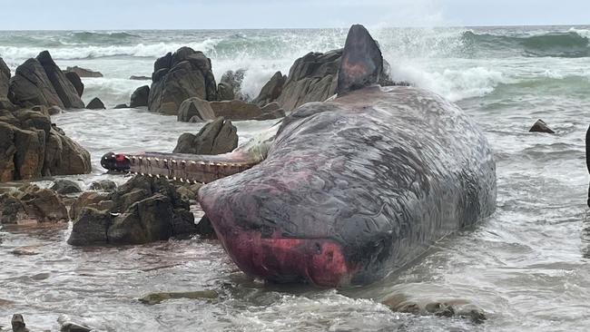 Sperm whales stranded on King Island. Pic: NRE Tas.