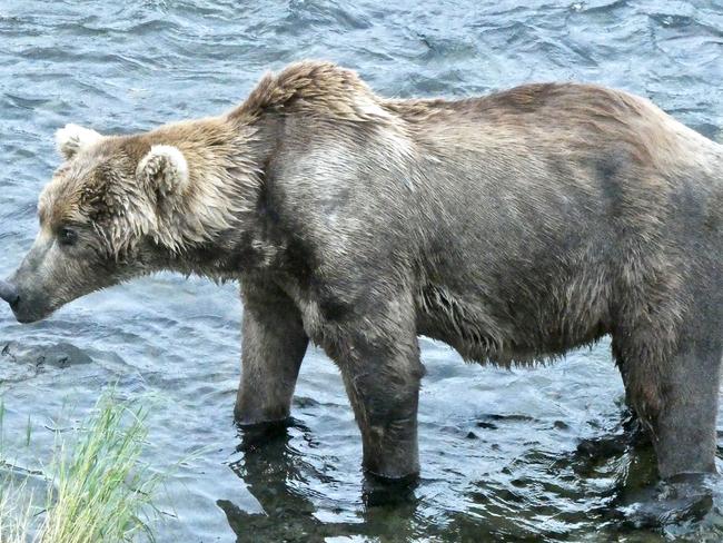 Otis before he gorged himself silly on salmon. Picture: N. Boak