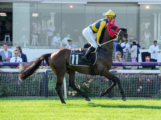 Mostly Cloudy (IRE) on the way to the barriers prior to the running of the Lexus Roy Higgins at Flemington Racecourse. Picture: George Sal/Getty Images.