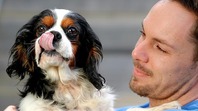 Wenda the Cavalier King Charles Spaniel with the RSPCA’s Dean Richardson. Picture: Tim Carrafa