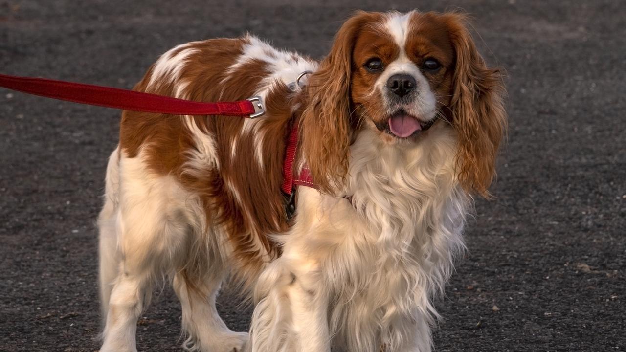 16/10/2020 - TOM,my King Charles, looking at sunset from Hayes Inlet, Clontarf. TOM is very devoted to me and seldom leaves my feet. Loves a car ride to a Coffee Café to have doggy biscuits with me. Picture: John Mewett