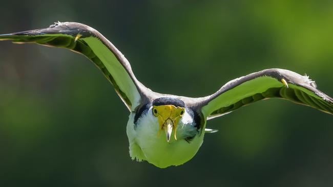 A Spur Winged Plover, also known as a Masked Lapwing, swooping. Picture Jay Town.