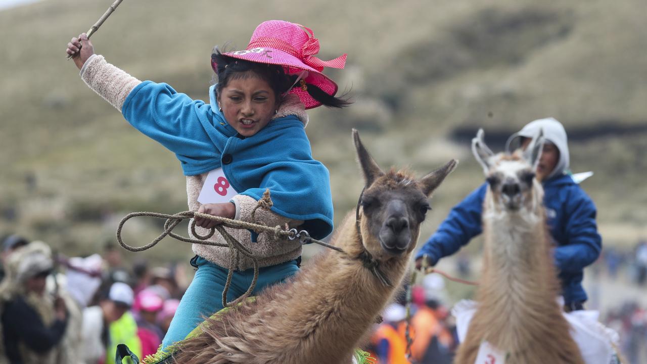 Les Races de Lama : Q'ara, Chaku, Llamingo, Suri, Ccara sullo, Wooly –  Super Lama