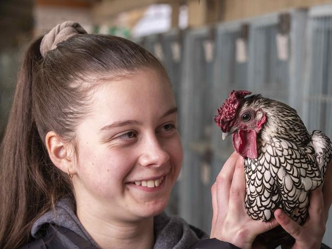 Raechel Jaeger, 13, with her Sebright chicken Sebastian at the Hobart Showground. Picture: Chris Kidd