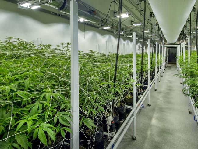 Indoor nursery for the cultivation of medical marijuana, complete with specially designed lighting and HVAC systems. Photo: istock