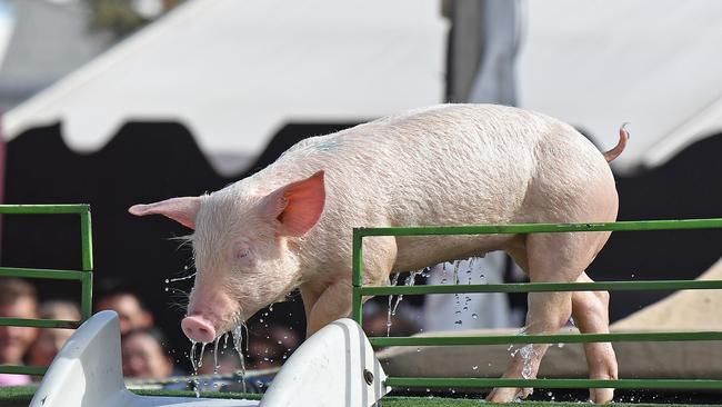 The pigs at the Royal Adelaide Show attract big crowds every year. Picture: Tom Huntley