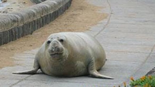 Henry the seal goes for a wander.