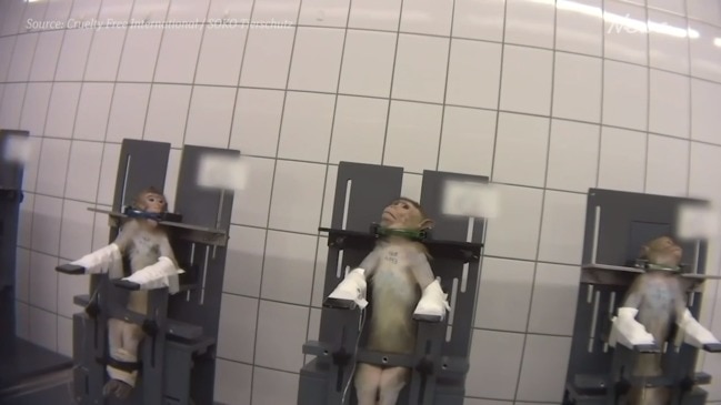 Footage shows harrowing treatment of monkeys and dogs at animal experiment lab