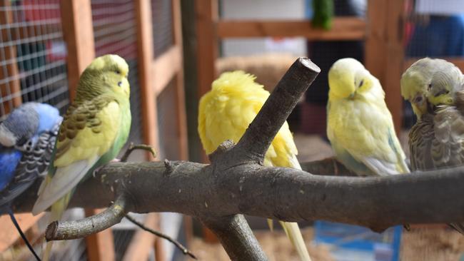 There were many different birds for everyone to see at the Warrnambool Show.