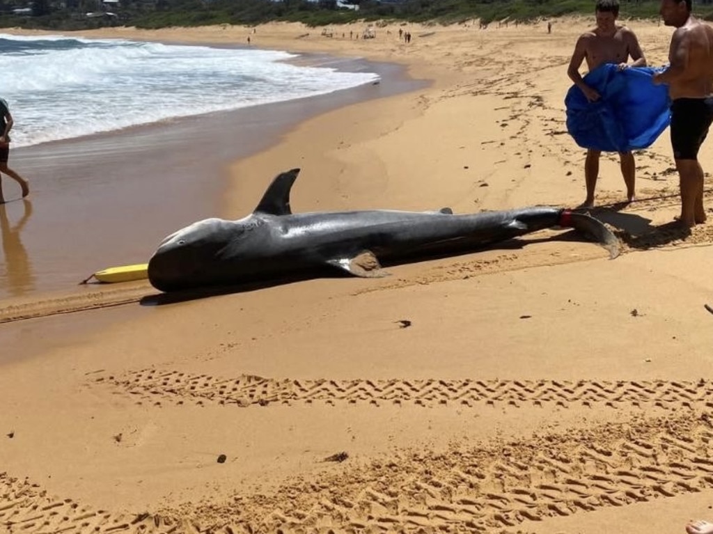 Pictured is the Tiger shark that washed up in Central Coast.