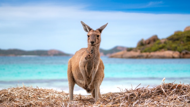 16 weird and wonderful facts about Australia | escape.com.au