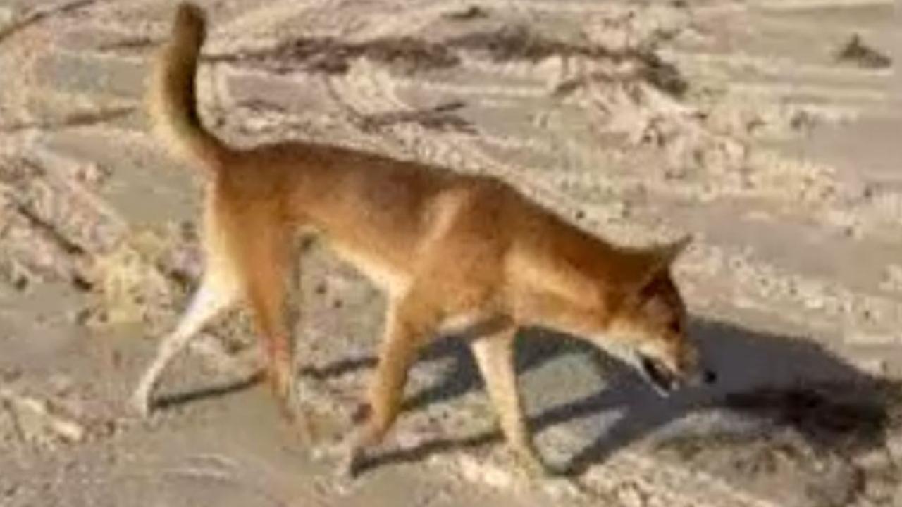 Dingo attack, K’gari Dingo bites man on leg at popular holiday island