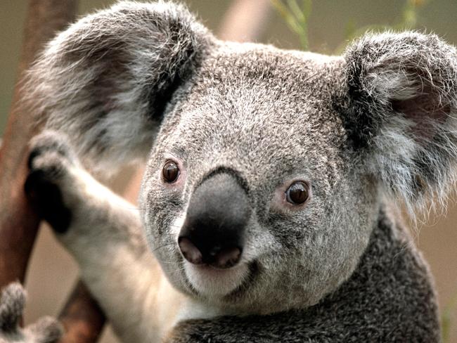 The Macarthur region’s koalas are the only disease-free colony in the Sydney Basin.