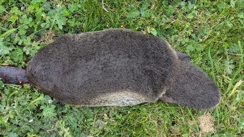 Dead platypus found on suburban lawn. Picture: Facebok