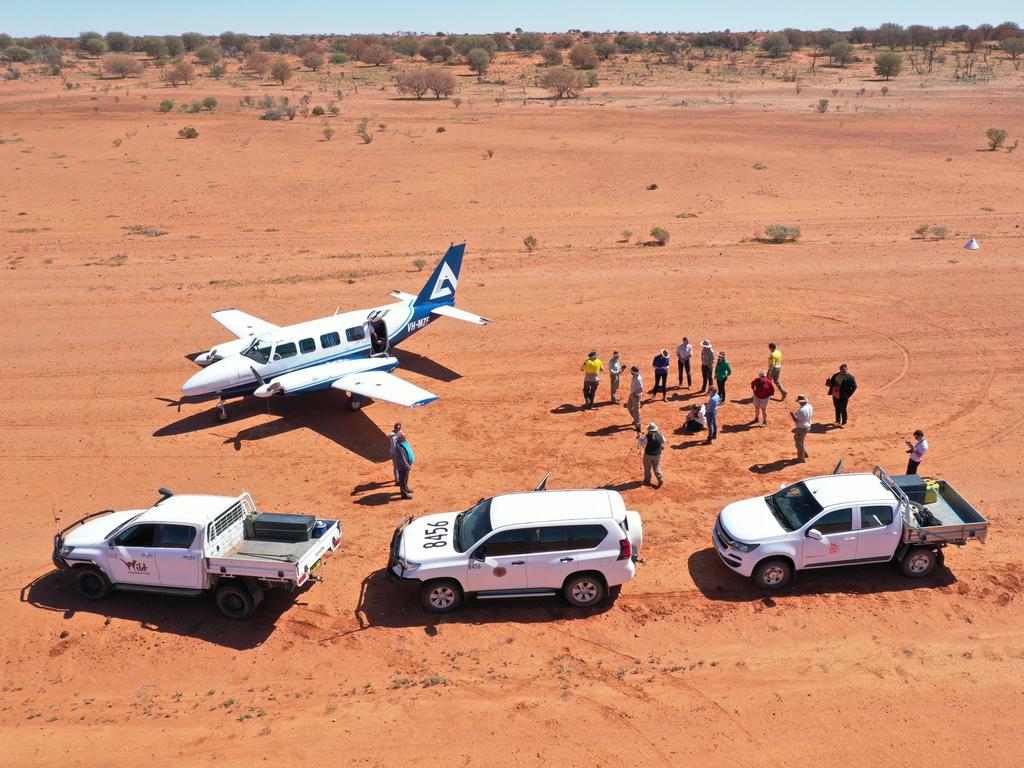 The Wild Deserts project has created one of the largest, feral-animal-free areas in Australia within Sturt National Park, giving the reintroduced bilbies a chance to start species-led renovation of their desert ecosystem.