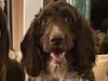 Goldendoodle costs family $6,000