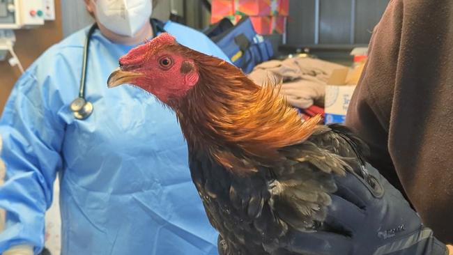 RSPCA Victoria’s Major Investigations Team executed a warrant at a Diggers Rest property on June 28 related to alleged cockfighting. Picture: RSPCA