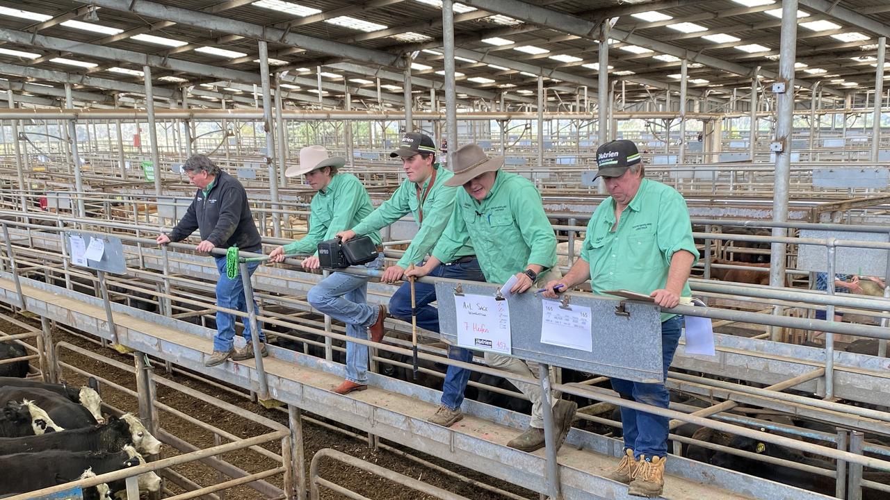 Female cattle kill rates surge to decade-highs