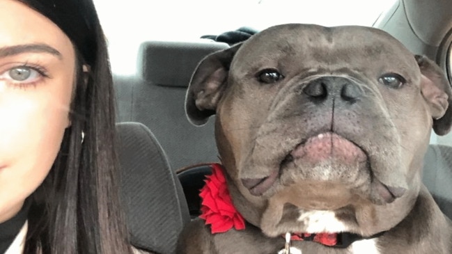 Woman accuses her dog of looking like a hippo