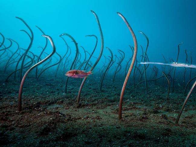 The Garden of Eels, the winner of the Under Water category, shows the ray-finned fish sway and feed in the swift current off Dumaguete, Philippines, as other wildlife pass around them. Picture: David Doubilet/ Wildlife Photographer of the Year