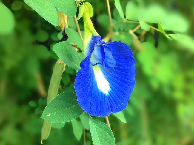 The butterfly pea flower.