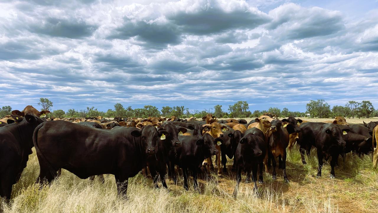 $120m-plus price tag for huge outback grazing portfolio