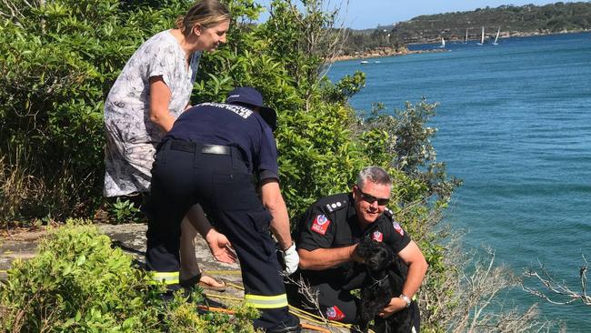 NSW Fire and Rescue firefighters from the Narrabeen and Crows Nest fire stations rescued a spaniel after it fell over a cliff at Clontarf while out for an afternoon walk on Wednesday. Picture: NSW Police