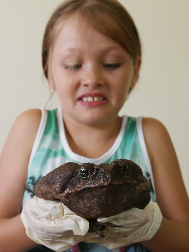 Is this Cairns' biggest cane toad? In 2015 Redlynch resident Jenny Page found this massive toad weighing 649 grams in her backyard. Jenny's brave daughter Sophie Page holds the monster toad. Picture: Brendan Radke.