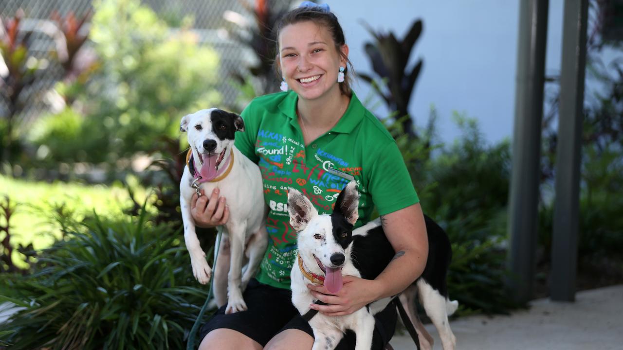 RSPCA Cairns adoption fees down to $29 in Clear the Shelters campaign ...