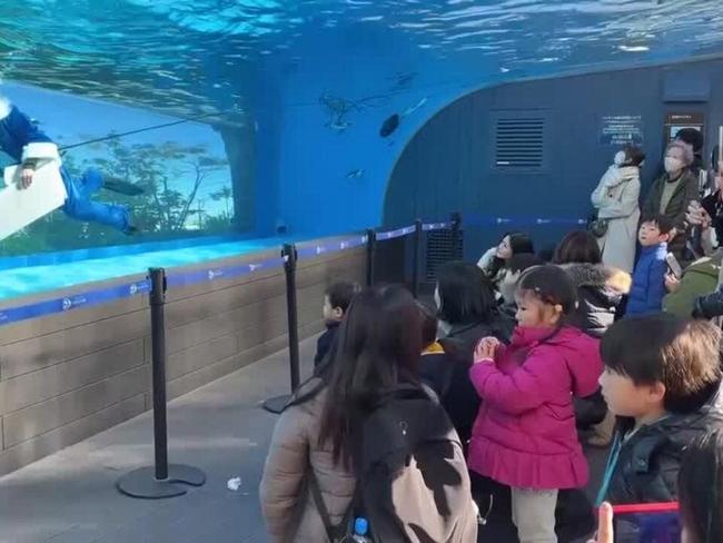 In Japan, Santa takes a swim with penguins on Christmas Eve