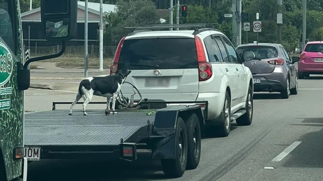 A photo taken by another driver shows the dog tied to the trailer but no walls to keep it inside. Photo: Facebook