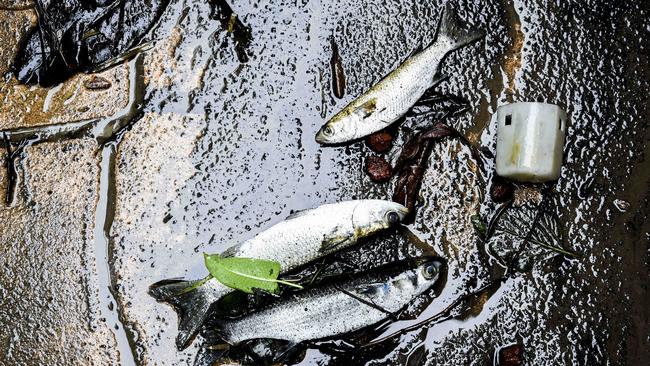 Dozens of fish washed inland from the floods. Picture: Darren Leigh Roberts