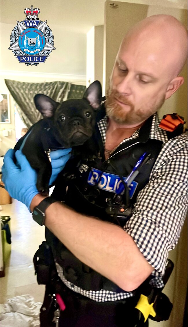 WA Police officer Gavyn McCartney holding 12-week-old French bulldog puppy Rogue.