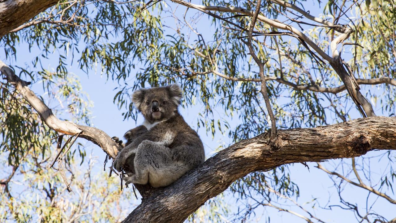 A koala spotted along the Raymond Island koala trail. Picture: Visit Victoria