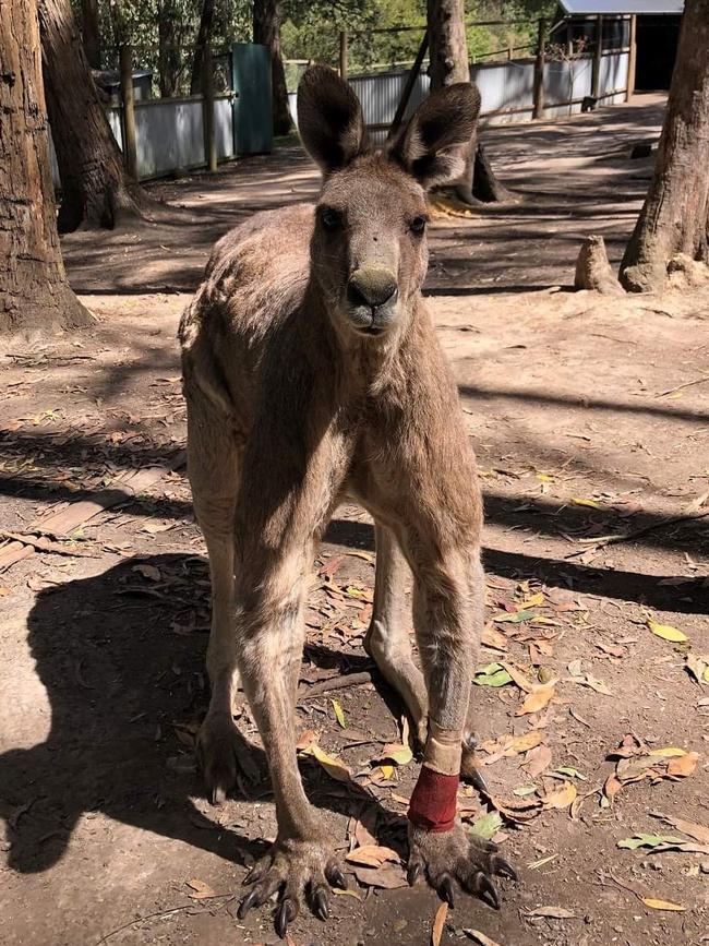 Big Al (AKA ‘Scarface’) is among the kangaroos who call the Chirnside Park golf course area home.