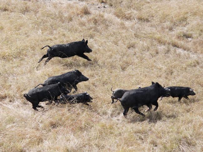 Controlling wild pigs is just one of many on-farm biosecurity practises Central Queensland farmers are undertaking.Photo Daniel Burdon / Rural Weekly    RRW070611dpig1