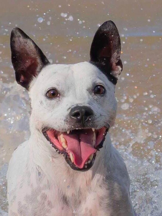 Marianne Ridd's eight year old dog Pattie is believed to be the first dog possibly poisoned in the New Farm and Newstead area Picture supplied