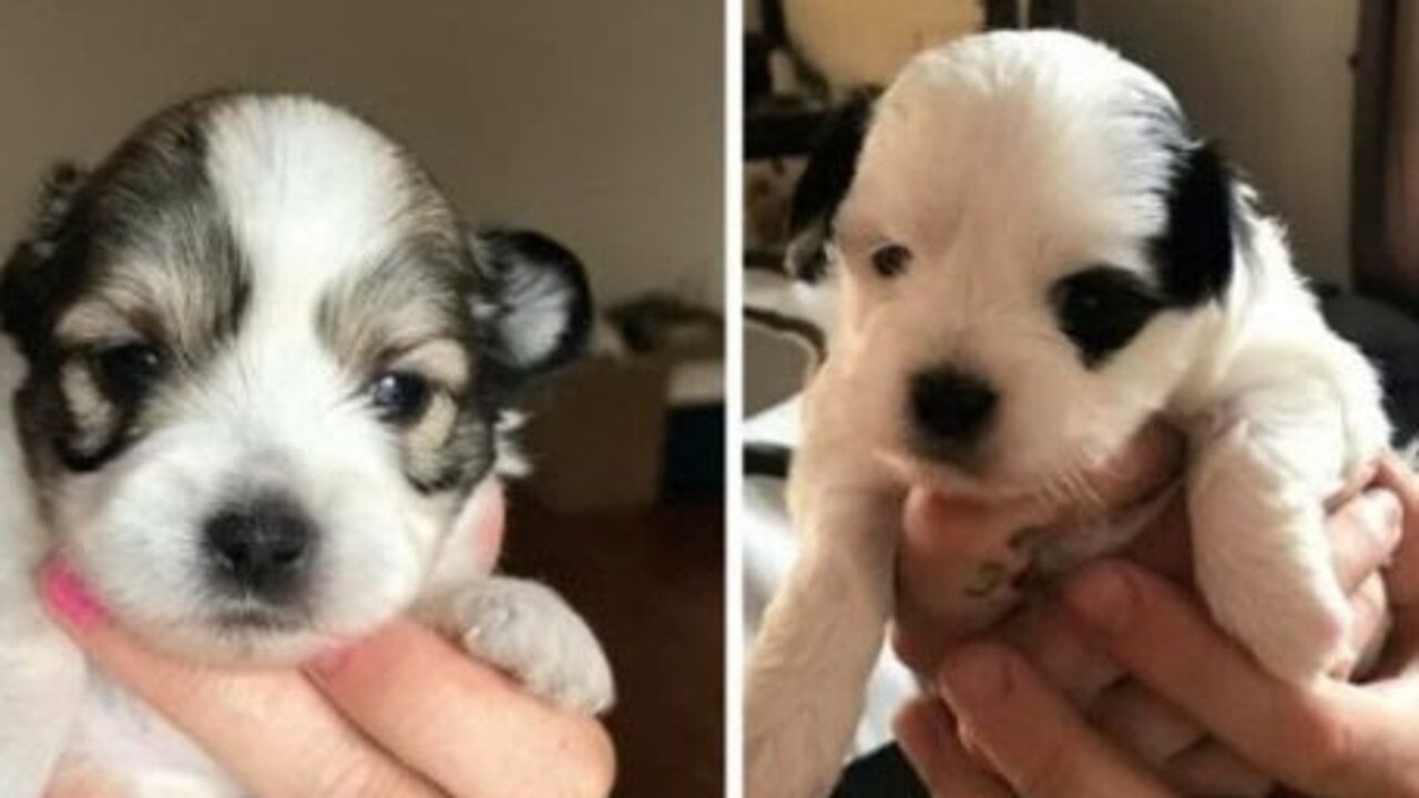 Brisbane Puppies Stolen Man Accused Of Stealing Puppies ‘fell From