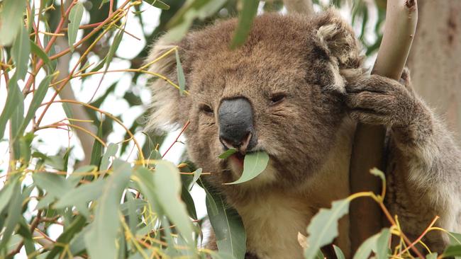 A koala at the You Yangs. Picture: Supplied by Koala Clancy Foundation