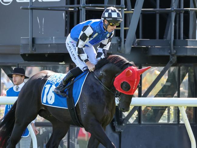 Midnight Opal on the way to the barriers prior to the running of  the Inglis Sprint at Flemington Racecourse on March 02, 2024 in Flemington, Australia. (Photo by George Sal/Racing Photos via Getty Images)