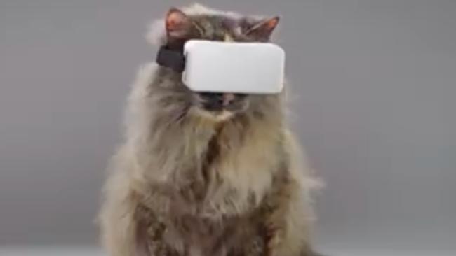 Virtual Reality For Cats...Or an Elaborate Prank