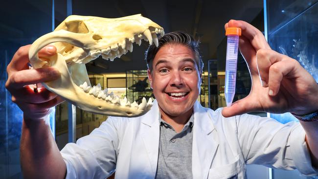 Professor Andrew Pask is launching a project to bring the Tassie Tiger back to life. Involves the surrogate uterus of another animal. Professor Pask holds a skull of a Tasmanian tiger and a test tube containing DNA.                      Picture: David Caird