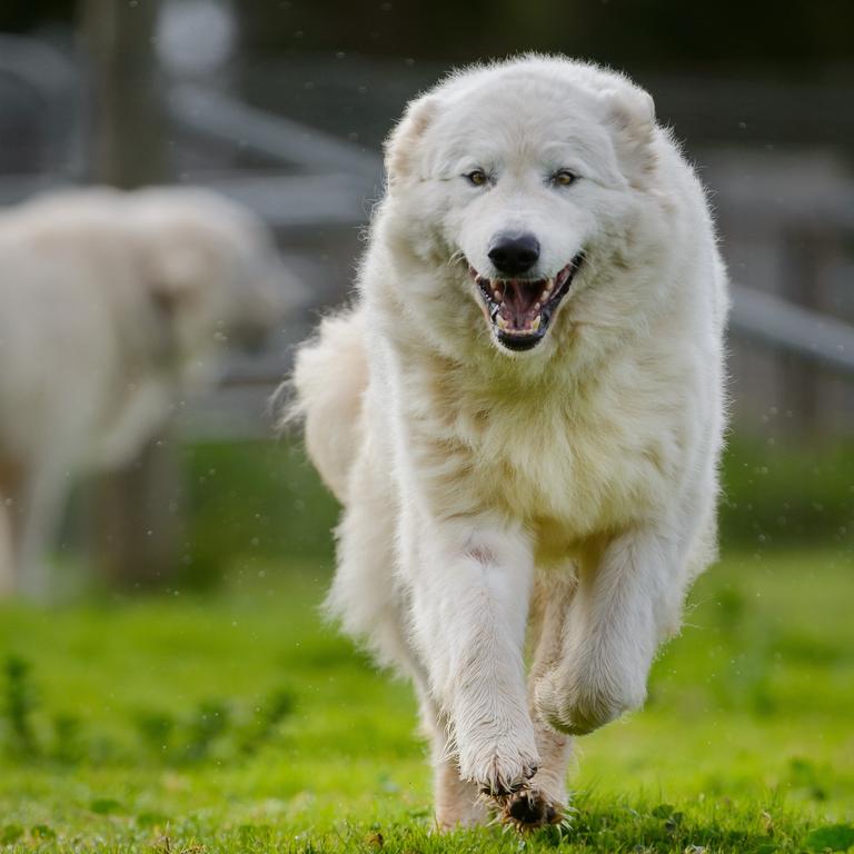 A Maremma sheepdog. Picture Jay Town