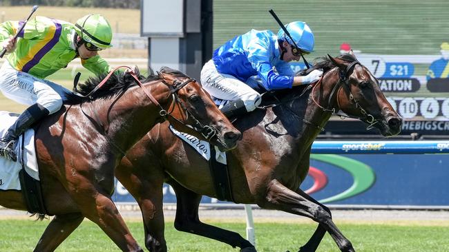 Inkaruna ridden by Daniel Moor wins the Lamaro's Hotel Chairman's Stakes (Chute) at Sportsbet Sandown Lakeside Racecourse on February 01, 2025 in Springvale, Australia. (Photo by George Sal/Racing Photos via Getty Images)